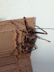 Acrocinus longimanus