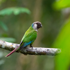 Gray-Breasted Parakeet photo 2