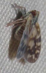 Bothriocera