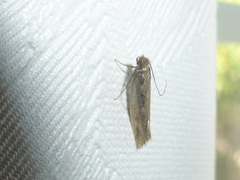 Tinea pellionella