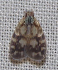 Bothriocera