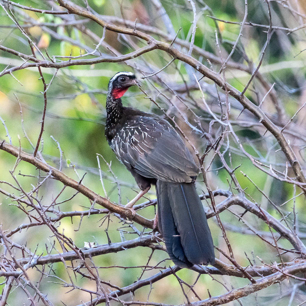 White-browed Guan photo