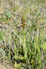 Orchis anthropophora