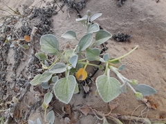 Arctotheca populifolia