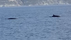 Balaenoptera acutorostrata