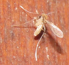 Phlebotominae