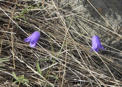 Campanula scheuchzeri