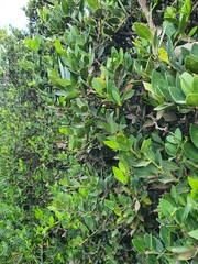 Robsonodendron maritimum