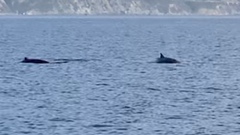 Balaenoptera acutorostrata