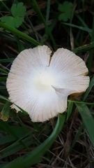 Bolbitius