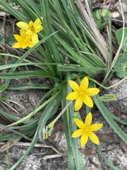 Hypoxis villosa