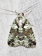 Blenina squamifera