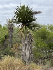 Yucca treculiana