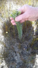 Leucospermum truncatulum