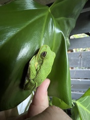 Hyla gratiosa
