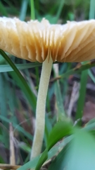 Bolbitius