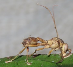 Ophiocordyceps