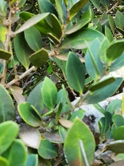 Robsonodendron maritimum