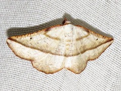 Drepanogynis admiranda