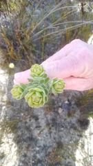 Leucospermum truncatulum