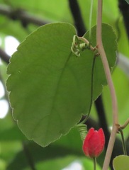 Passiflora araujoi