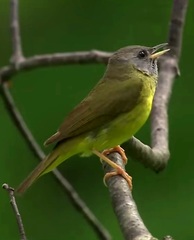 Mourning Warbler photo 6
