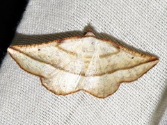 Drepanogynis admiranda