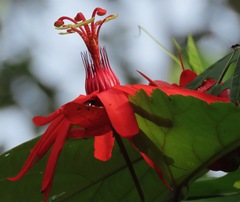 Passiflora araujoi