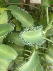 Kalanchoe laetivirens