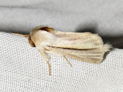 Polienus capillata