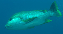 Lutjanus rivulatus
