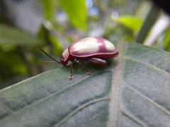 Oedionychina
