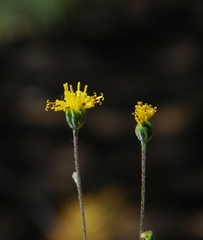 Hymenopappus filifolius lugens