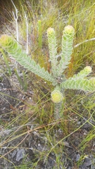 Leucospermum truncatulum
