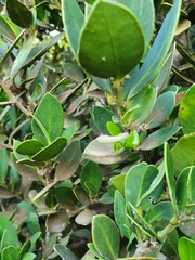 Robsonodendron maritimum