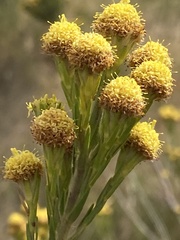 Leucadendron corymbosum