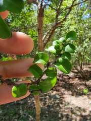Bonania cubana