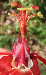 Passiflora araujoi