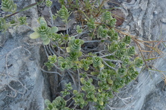Borrichia