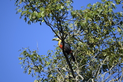 Ramphastos dicolorus