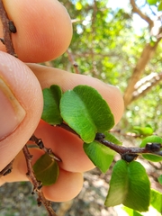 Bonania cubana