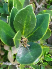 Robsonodendron maritimum