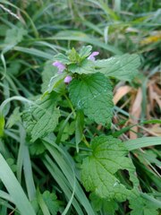 Lamium purpureum