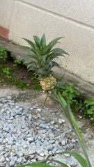 Ananas comosus