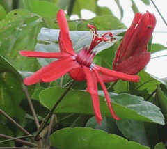 Passiflora araujoi