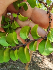 Bonania cubana