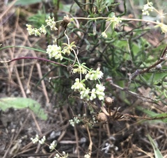 Adenogramma glomerata