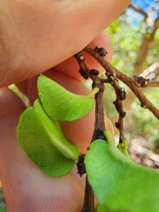 Bonania cubana