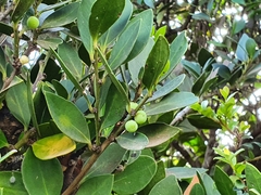 Robsonodendron maritimum