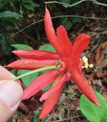 Passiflora cristalina